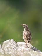 Anthus sylvanus (Hodgson 1845) resmi