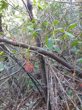 Image of Grevillea rhyolitica R. O. Makinson