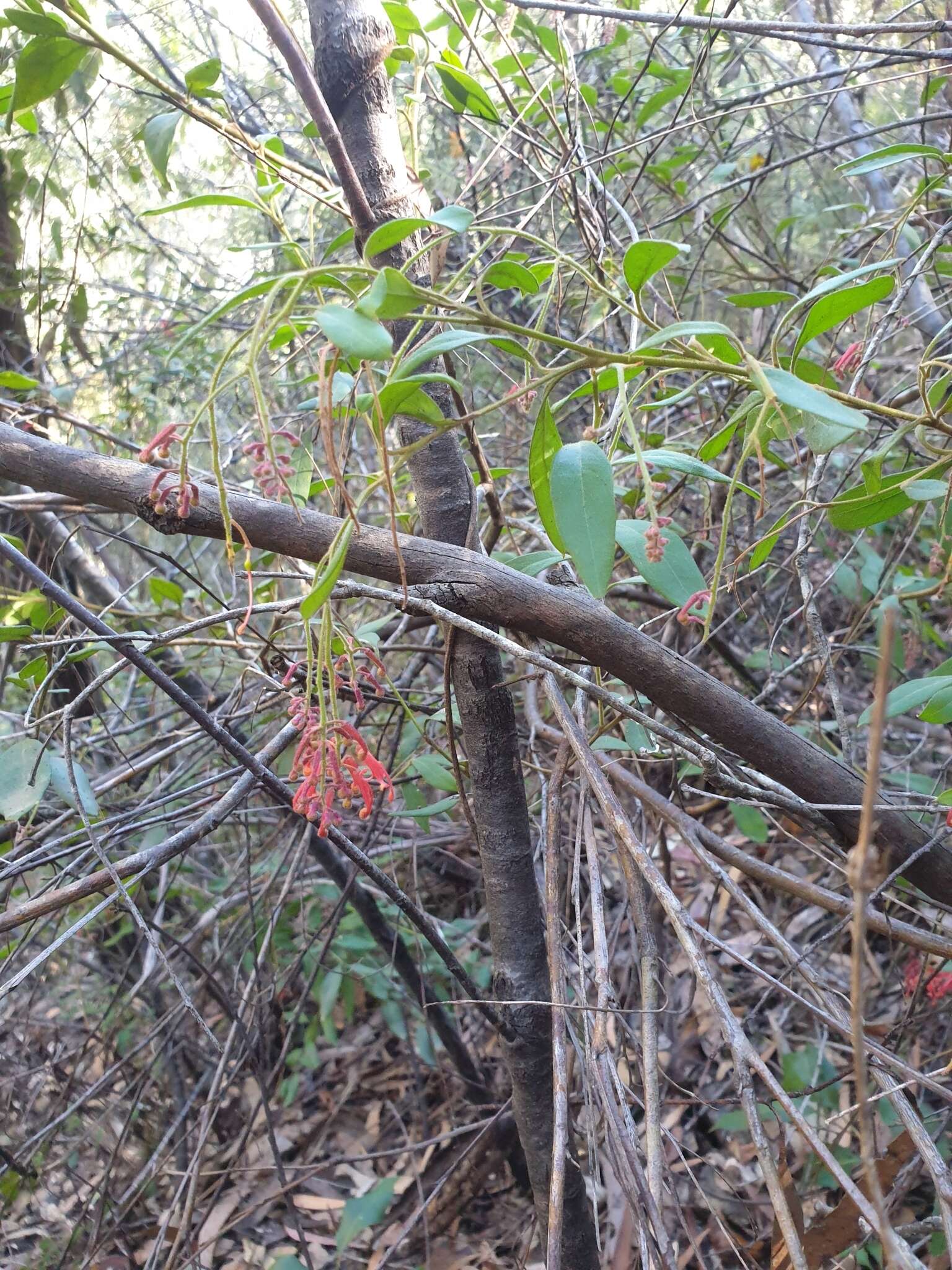 Imagem de Grevillea rhyolitica R. O. Makinson