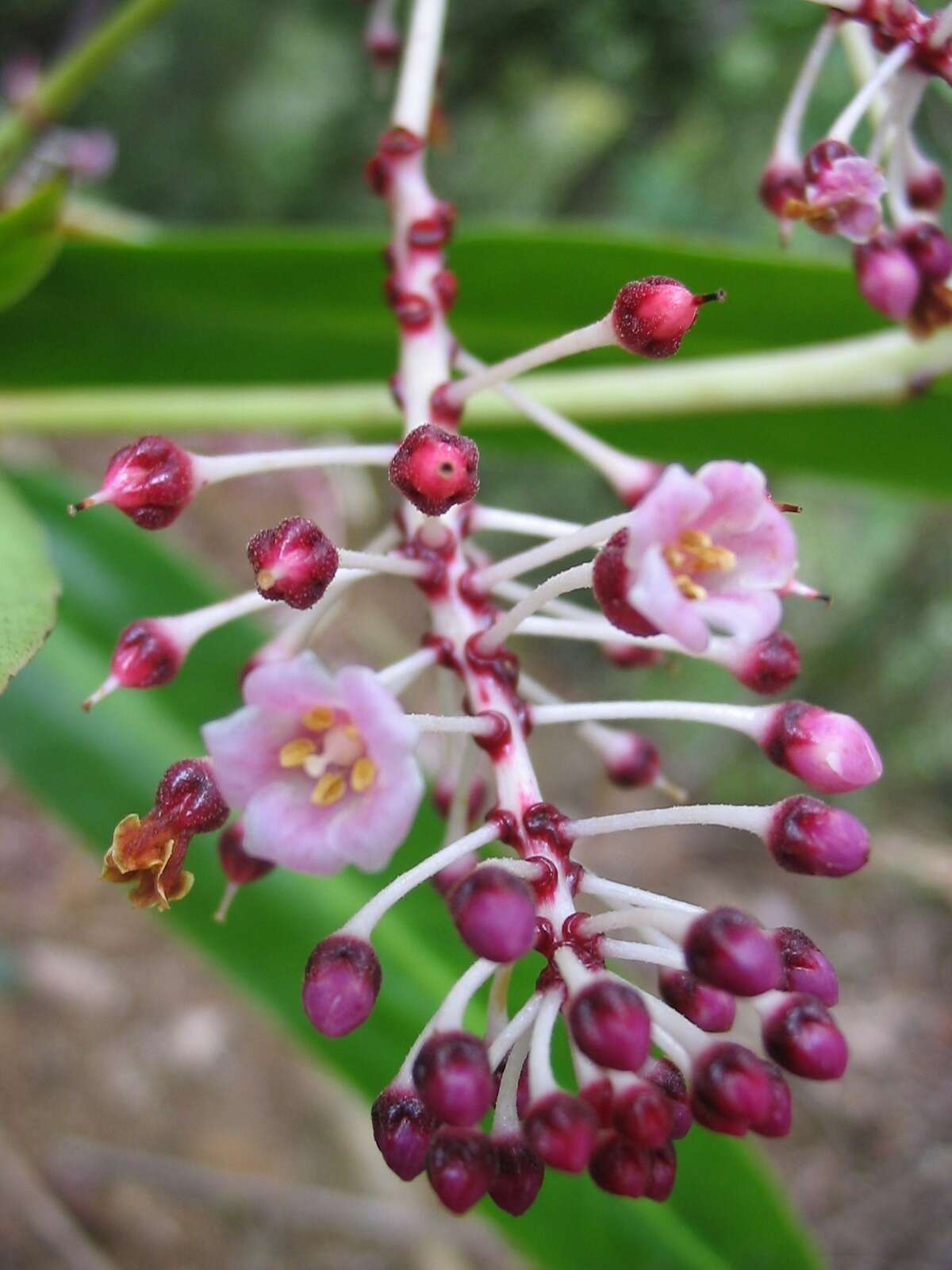 Imagem de Tapeinosperma gracile Mez