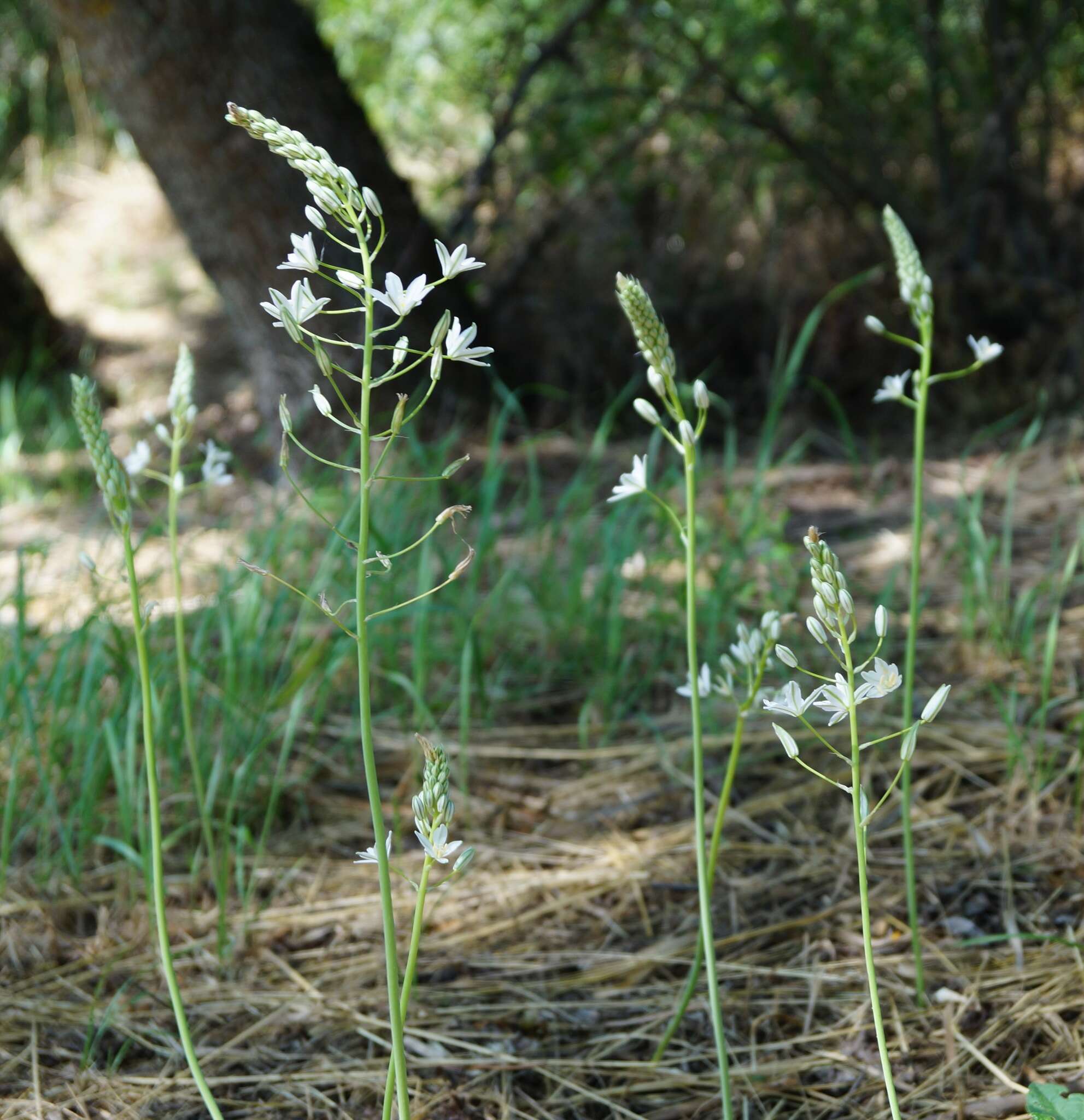 Image of Ornithogalum ponticum Zahar.