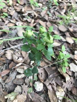 Image of Coyote Brush Bud Gall Midge