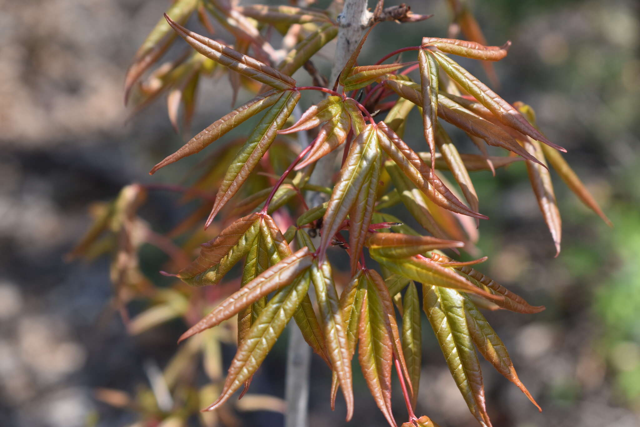 Plancia ëd Acer mandshuricum Maxim.