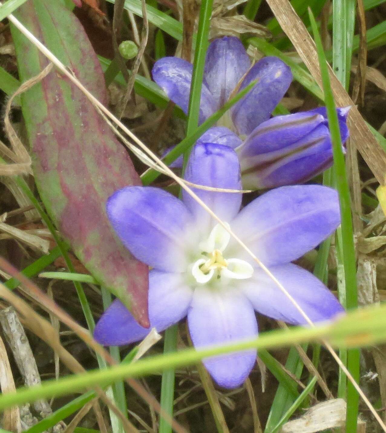 Image of dwarf brodiaea