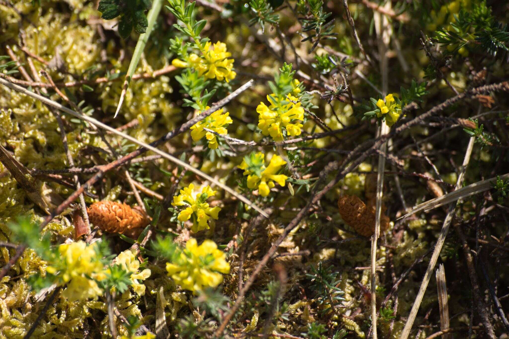 Image of Thymelaea coridifolia (Lam.) Endl.