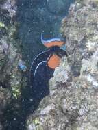 Image of Achilles Tang