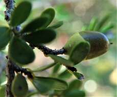 Sivun Diospyros myriophylla (H. Perrier) G. E. Schatz & Lowry kuva