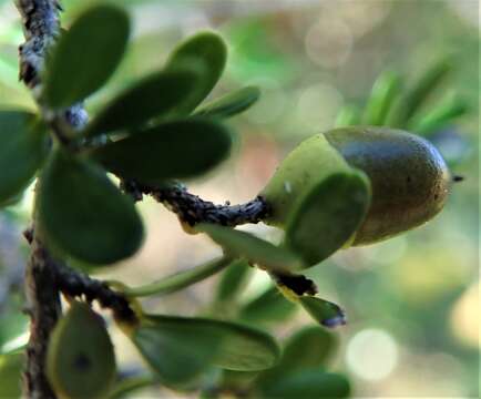 Sivun Diospyros myriophylla (H. Perrier) G. E. Schatz & Lowry kuva