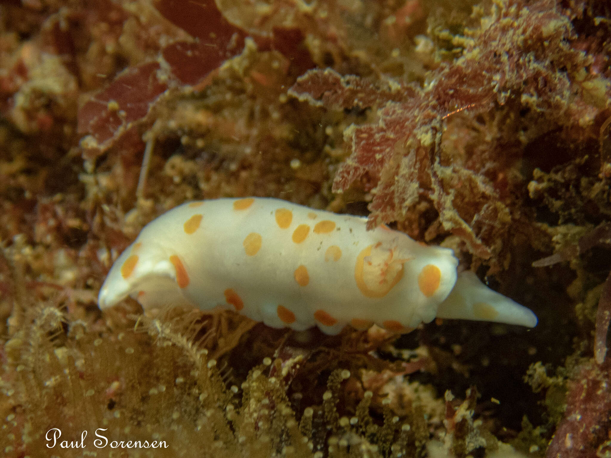 Image of Goniobranchus tasmaniensis (Bergh 1905)