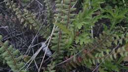 Image of golden lipfern