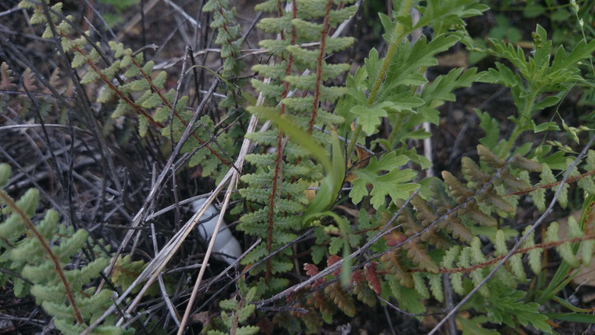 Image of golden lipfern