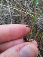 Image of Rough False Hedge-Nettle