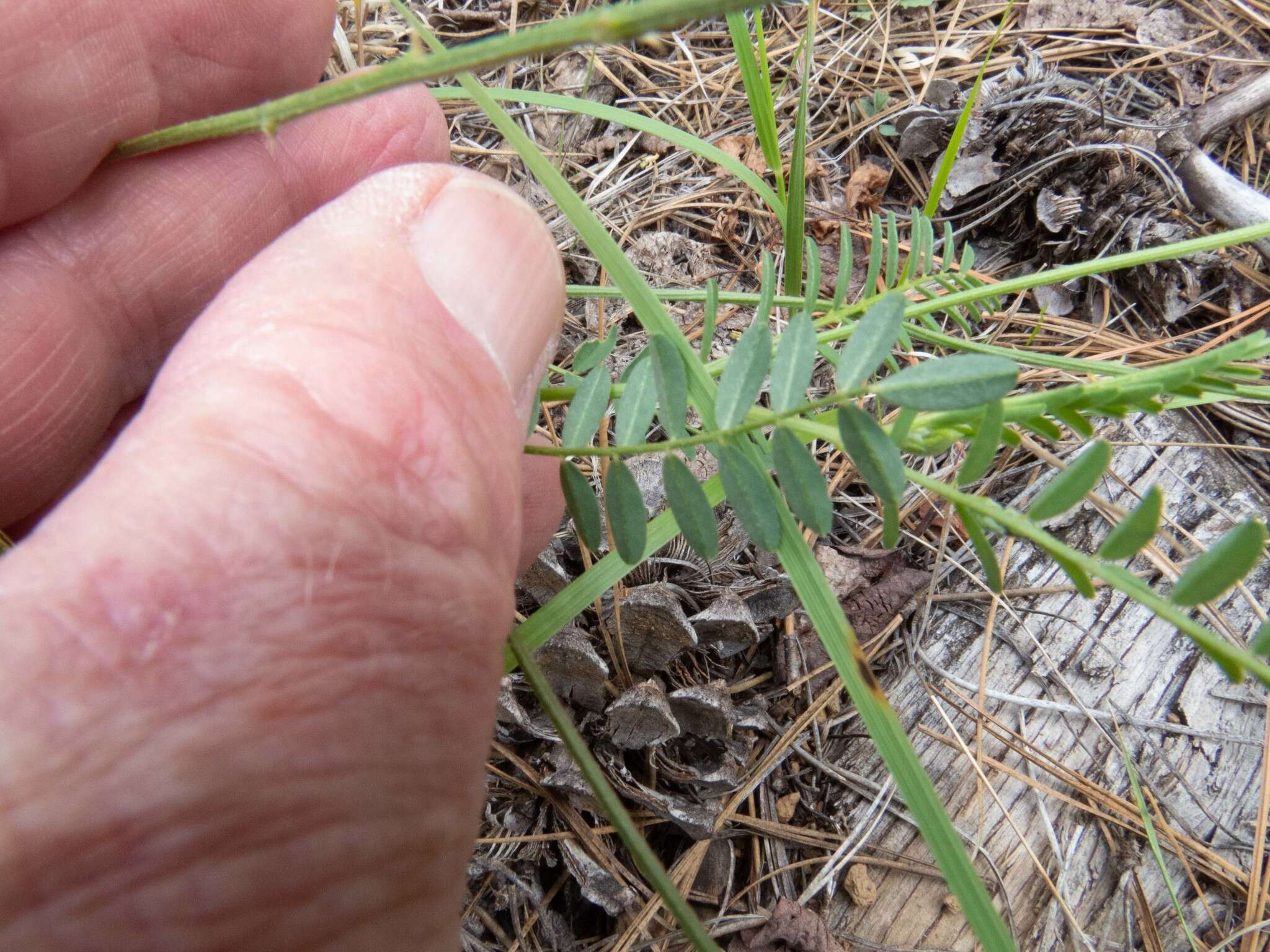 صورة Astragalus rusbyi Greene