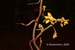 Image of Galeola humblotii Rchb. fil.