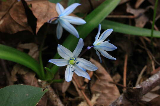 Scilla monanthos K. Koch resmi