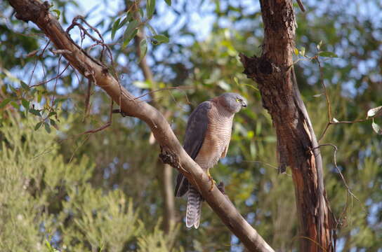 Image of Collared Sparrowhawk