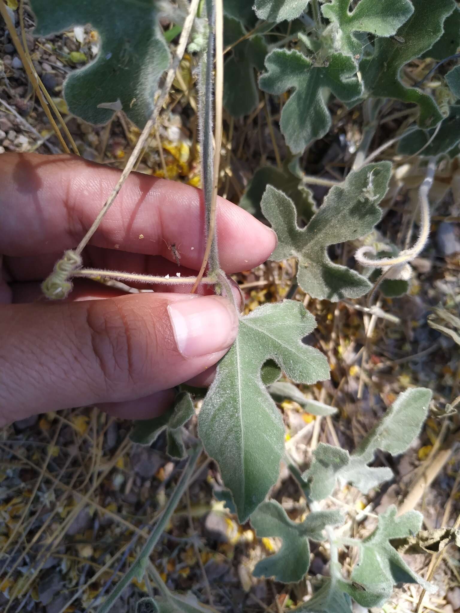 Imagem de Passiflora pentaschista