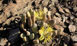 Image of living stone succulent