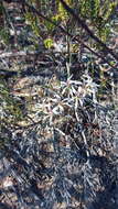 Image of Pelargonium fergusoniae L. Bolus