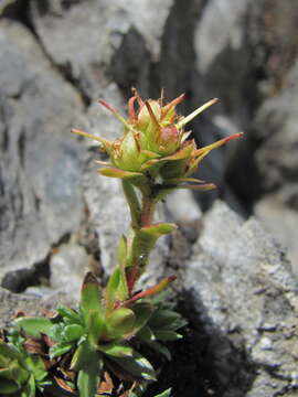 Sivun Saxifraga pseudolaevis Oettingen kuva