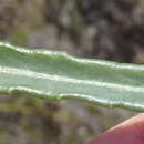 Image of Gerbera serrata (Thunb.) Druce