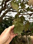 Imagem de Quercus ganderi C. B. Wolf