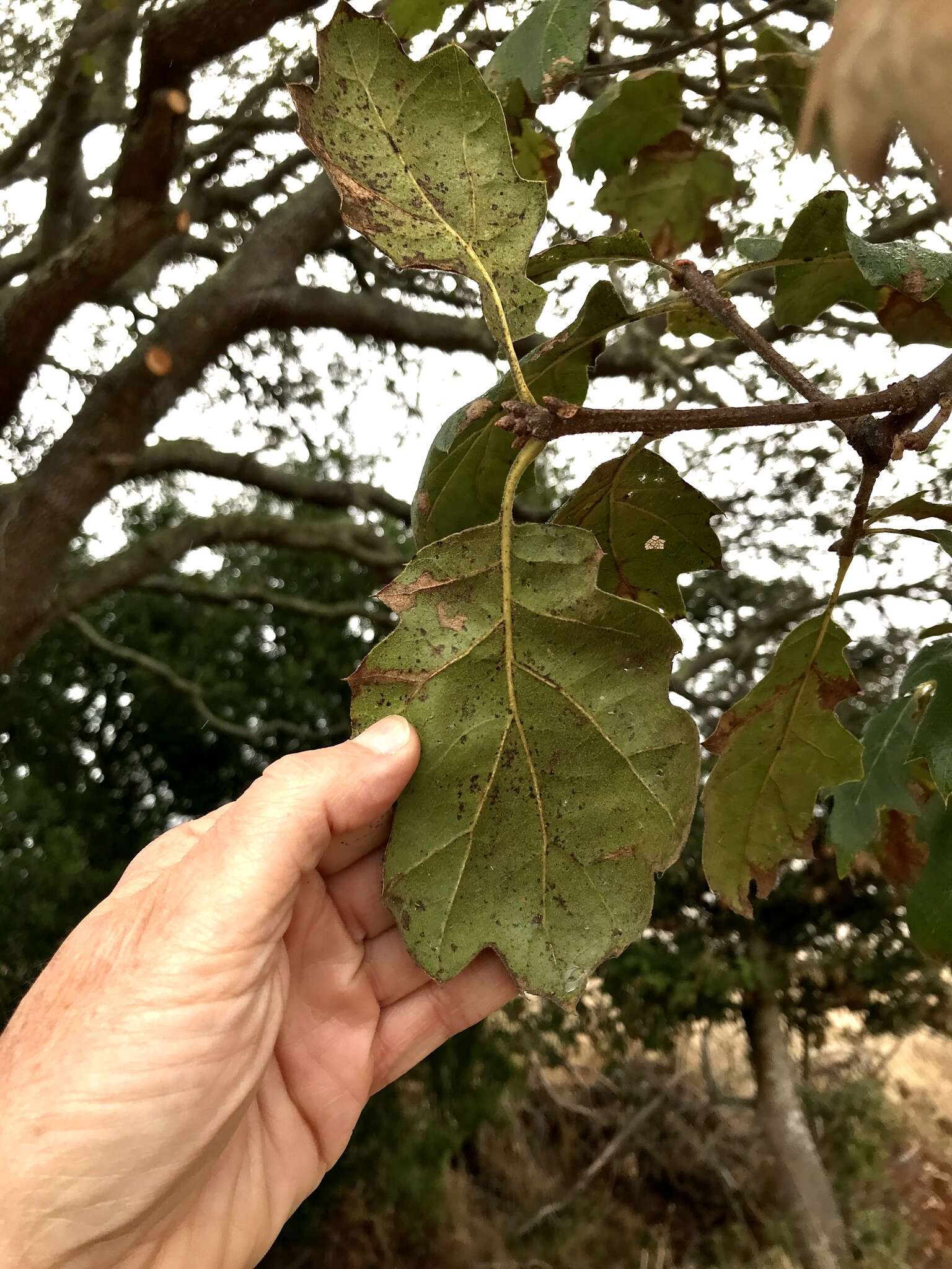 Image of hybrid oak