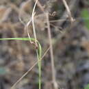 Image of Carex phyllostachys C. A. Mey.