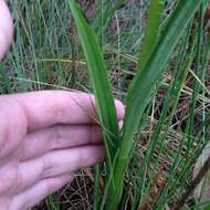 Image of Thurber's Bog Orchid