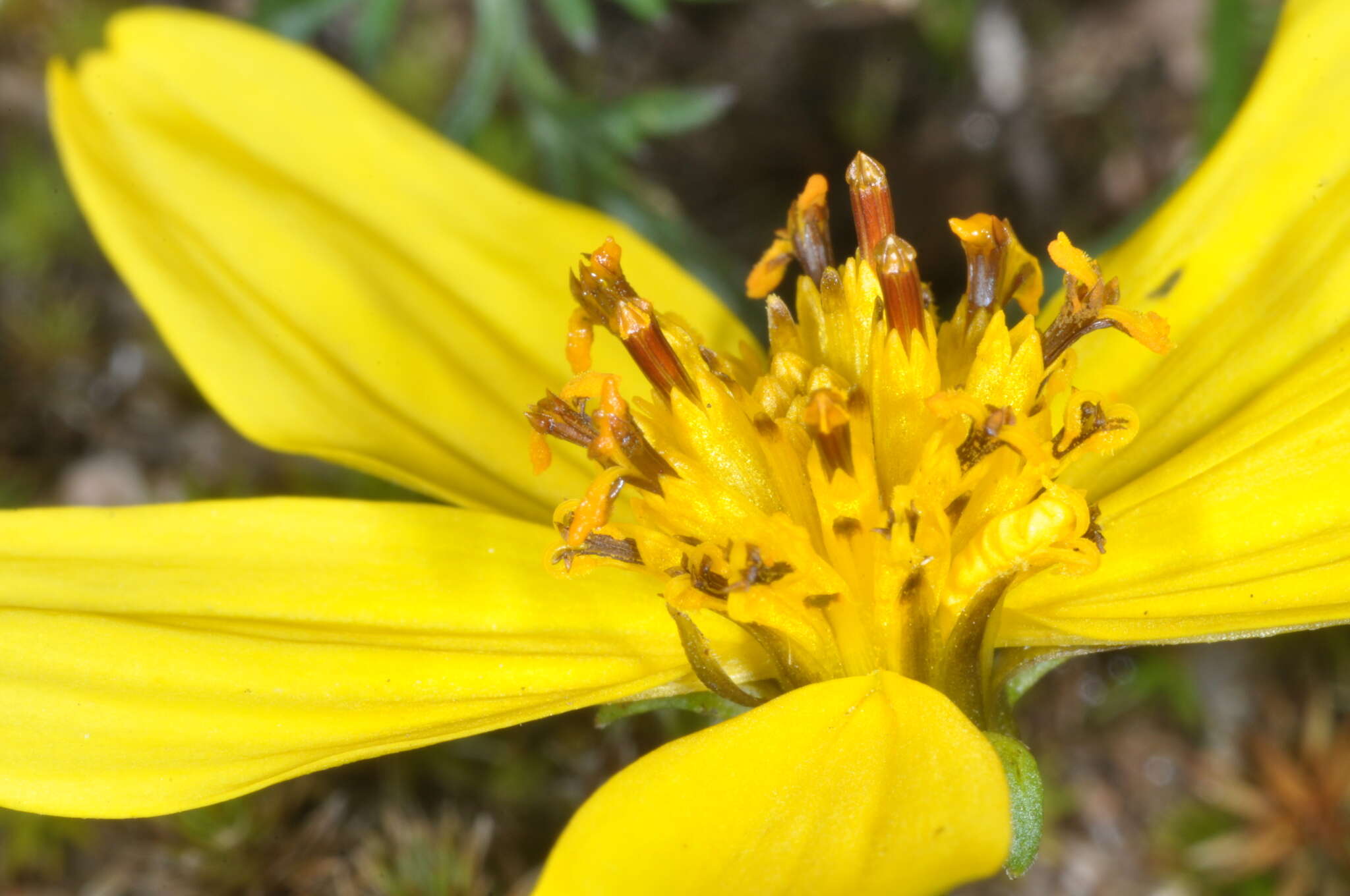 Bidens triplinervia var. macrantha (Wedd.) Sherff的圖片