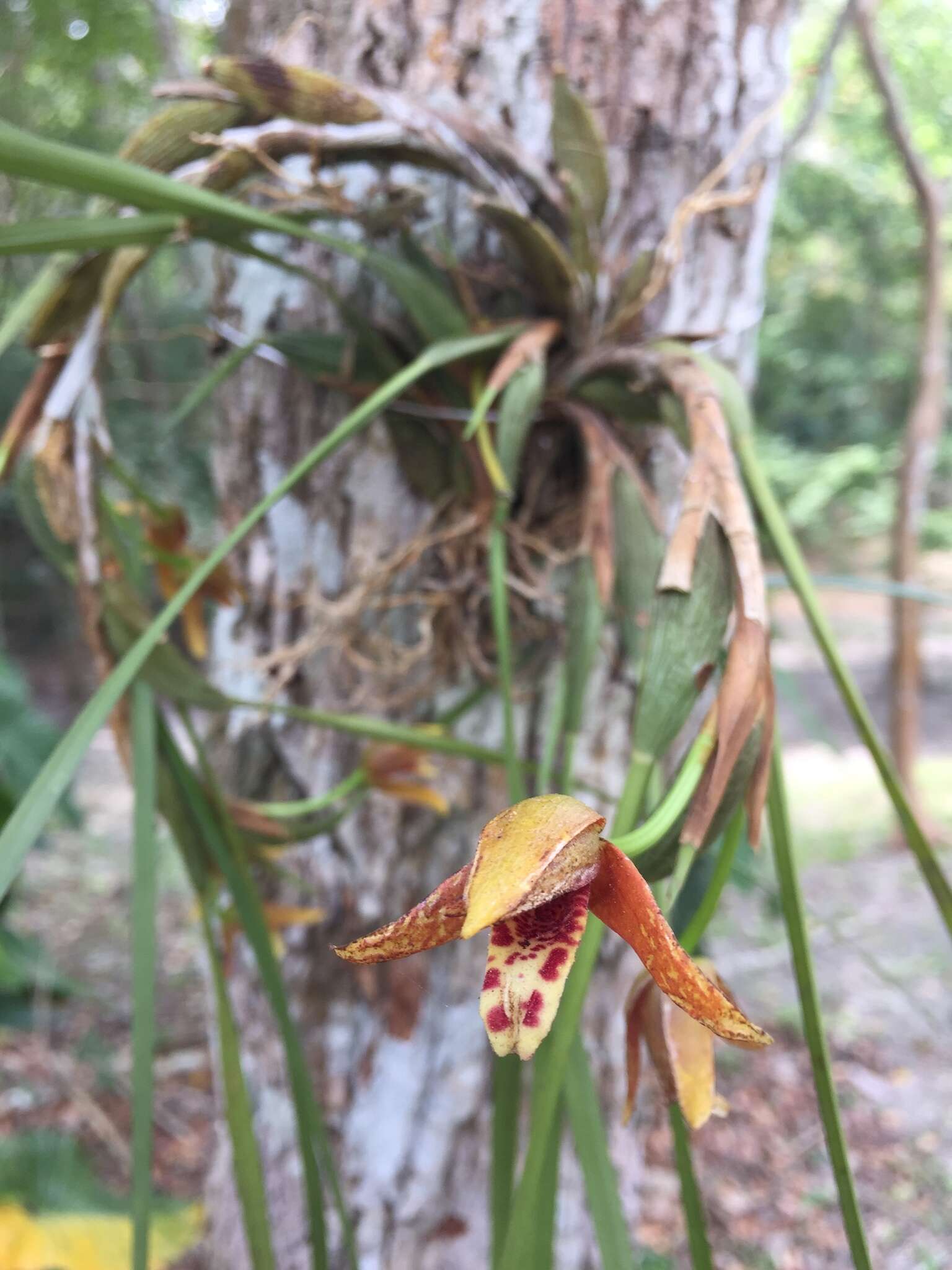 Image of Coconut orchid