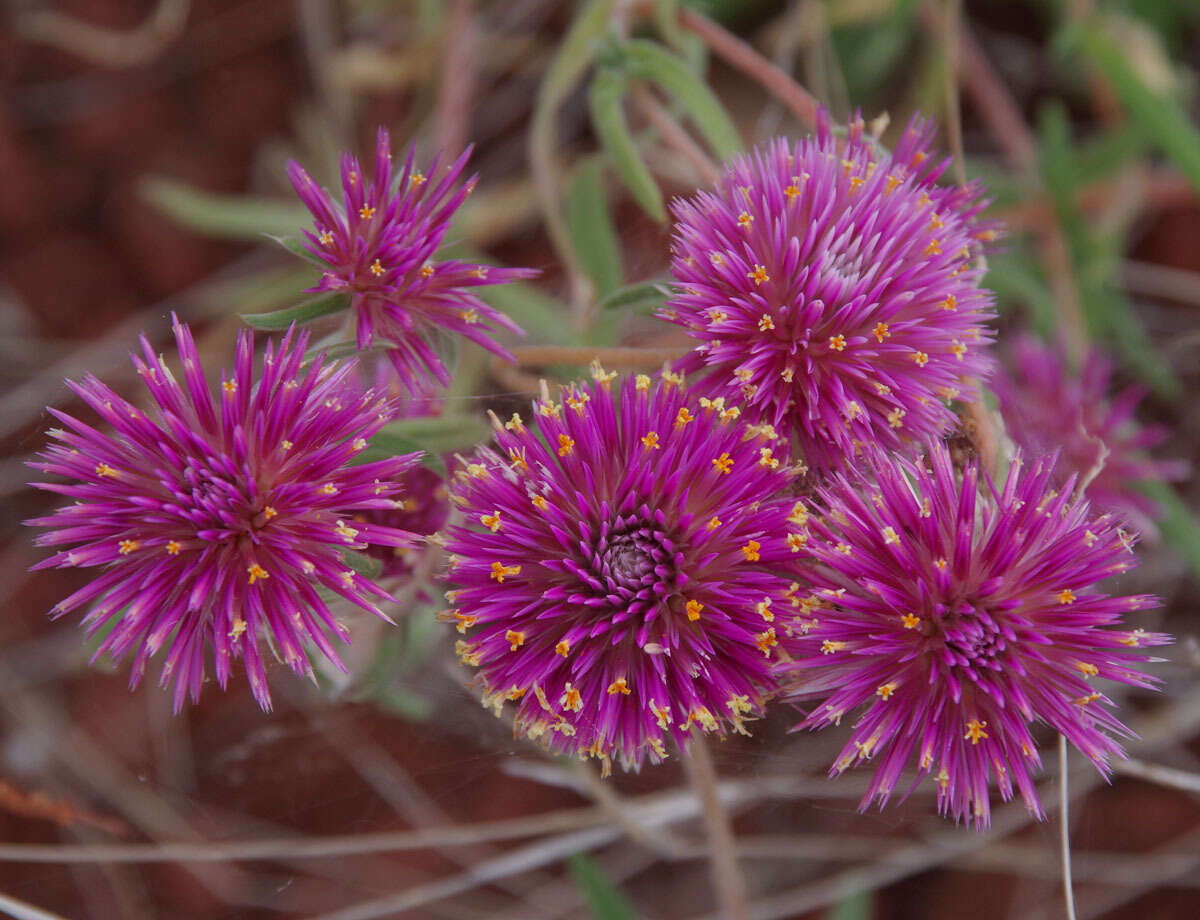 Image of Gomphrena canescens subsp. canescens