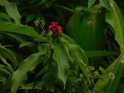 Image of Costus comosus var. bakeri (K. Schum.) Maas