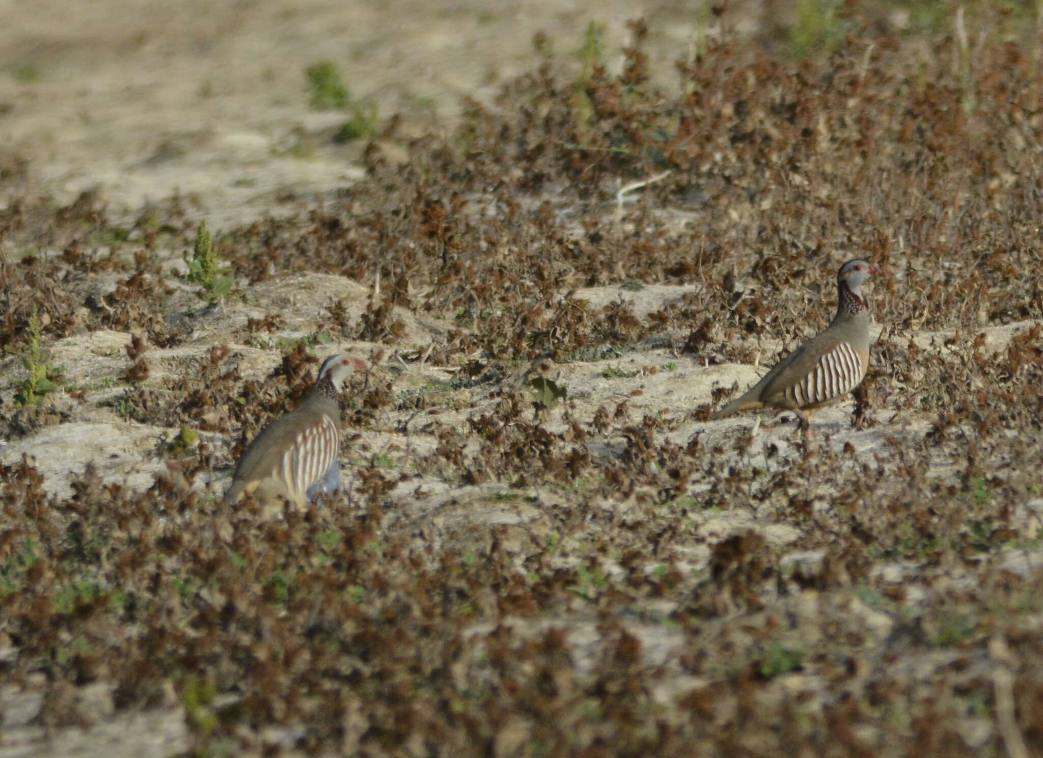 Image of Barbary Partridge