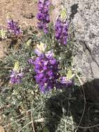 Image of mountain bush lupine