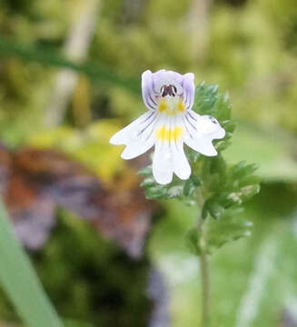 Image of Euphrasia officinalis L.