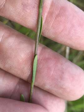 Image of Carolina goldenrod