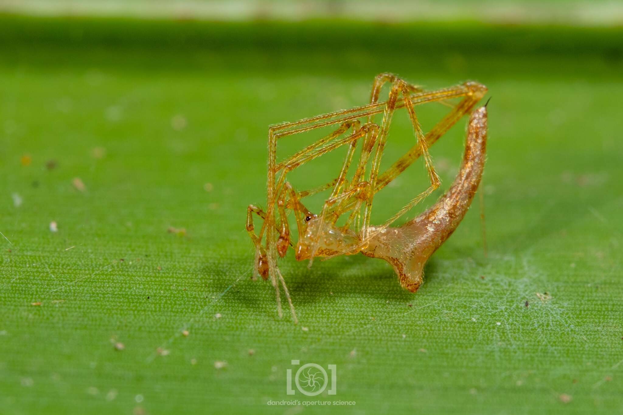 Image of Rhomphaea projiciens O. Pickard-Cambridge 1896