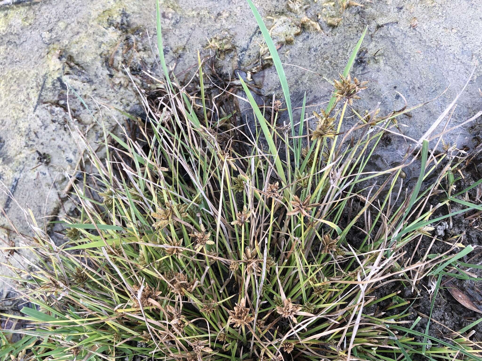 Image of Black Flat Sedge