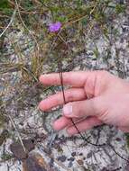 Image of Thysanotus juncifolius (Salisb.) J. H. Willis & Court