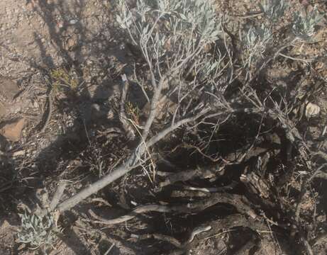 Image of guayule