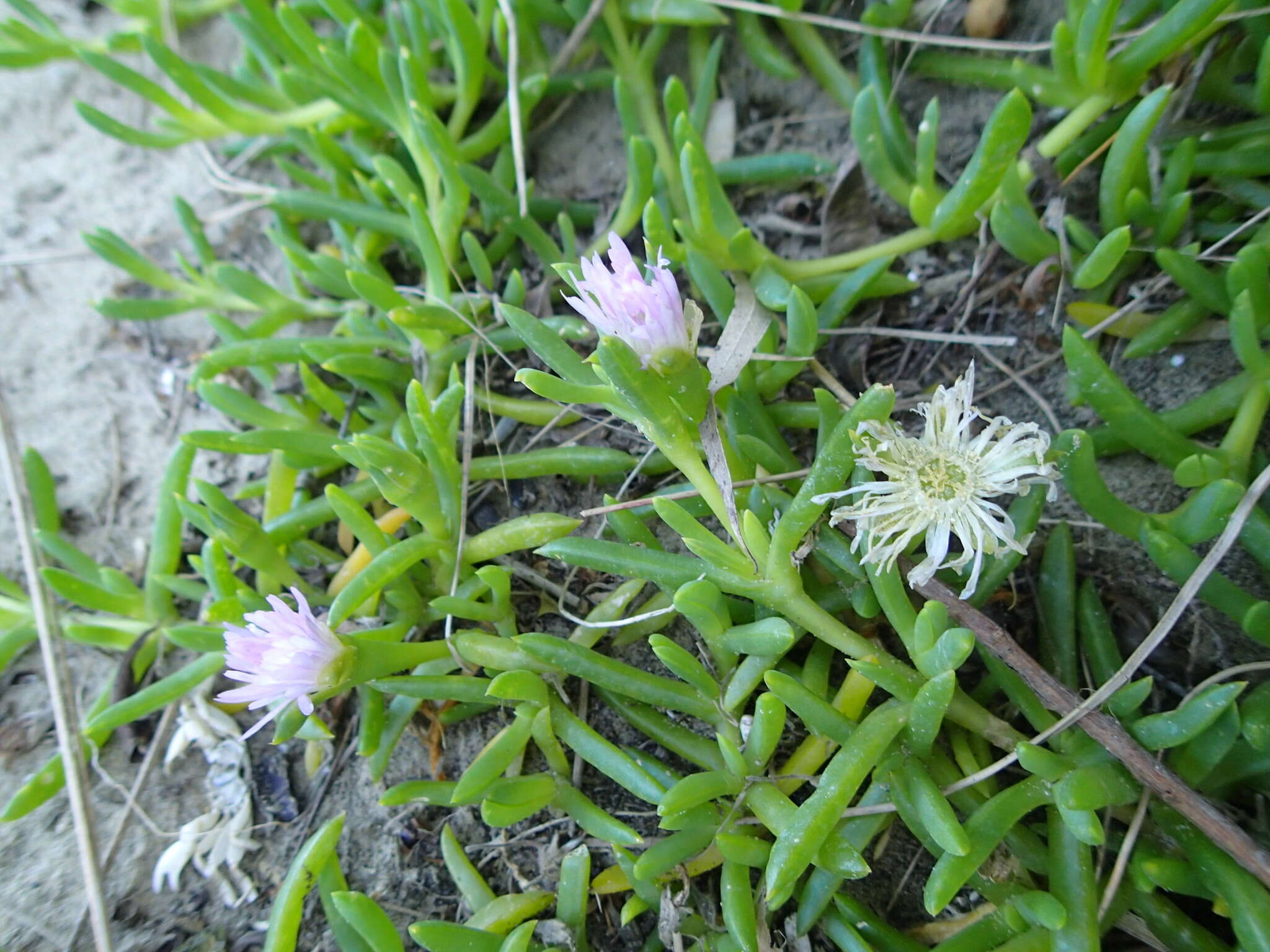 Image of Disphyma australe subsp. australe