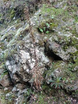 Image of Ptilostemon casabonae (L.) Greuter