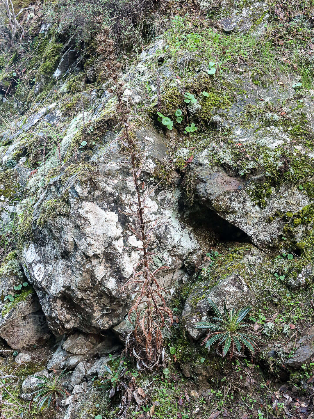 Image de Ptilostemon casabonae (L.) Greuter