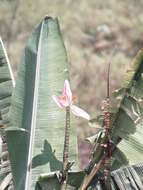 Image of Musa ornata Roxb.