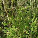 Image of Olearia virgata subsp. serpentina (G. Simpson) M. Heads