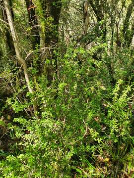 Olearia virgata subsp. serpentina (G. Simpson) M. Heads resmi