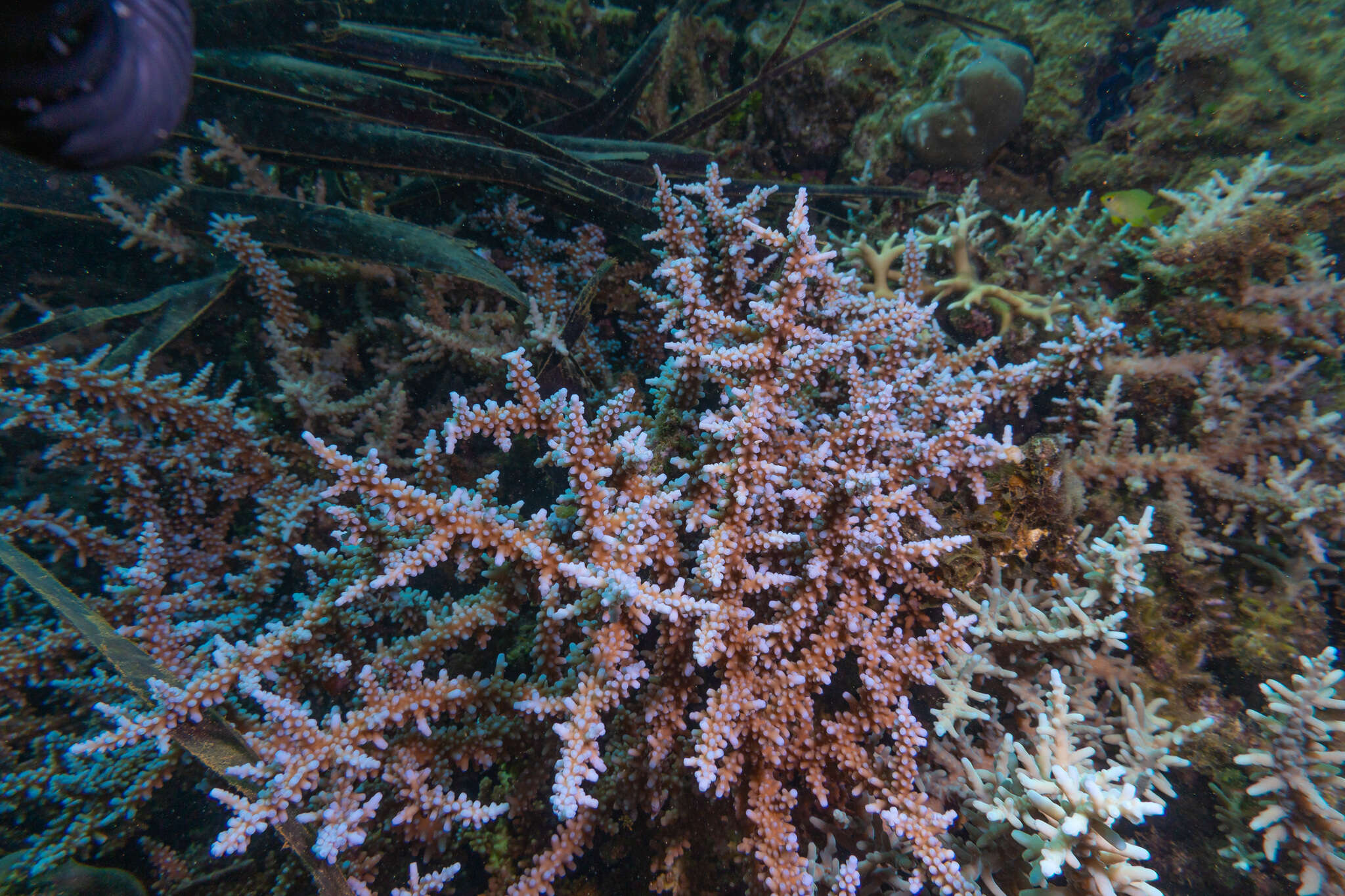 Image of Acropora tortuosa (Dana 1846)