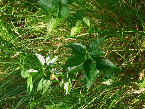 Image of Mercurialis ovata Sternb. & Hoppe