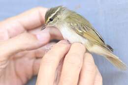 Image of Sakhalin Leaf Warbler